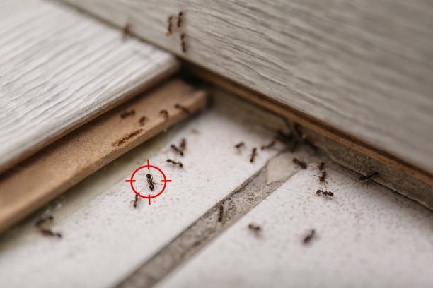 Best Pest Inspection Near Me  in Homewood, IL