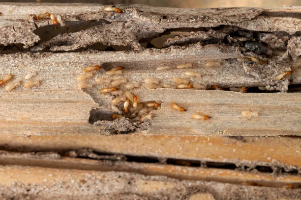  Homewood, IL Pest Control Pros