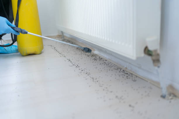 Best Wasp Removal Services  in Homewood, IL